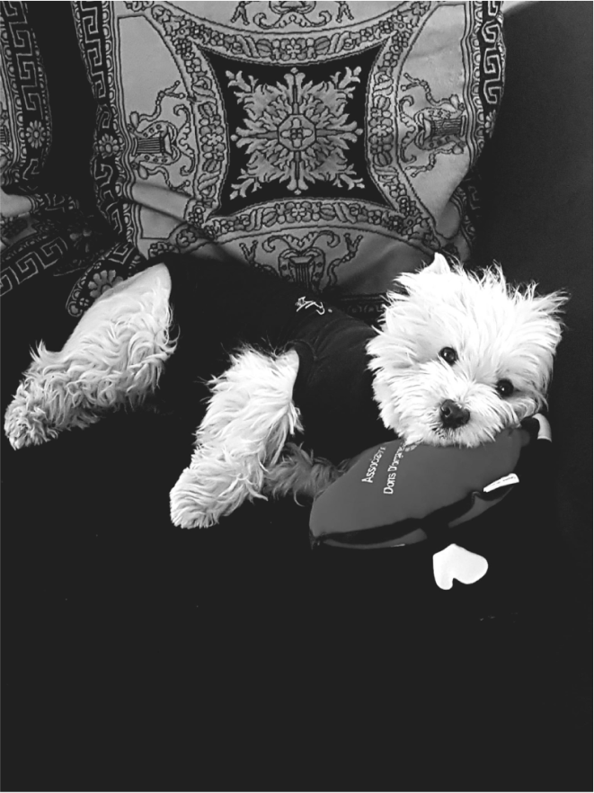 Marie le chien d'Avenir Cuisine